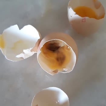 A101 İçinden Civciv Çıkan Gezen Tavuk Yumurtası