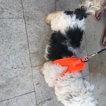 Eryaman Veteriner Kliniği Pansiyon Köpeğe Bakılmadı