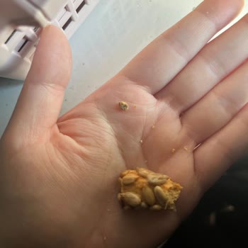 Kukis Pastane Kukis Hijyenik Değil