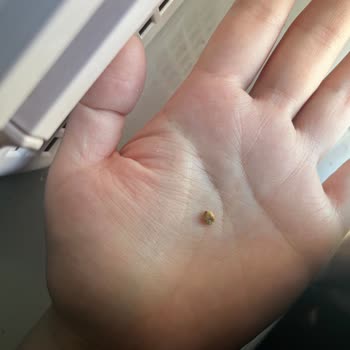 Kukis Pastane Kukis Hijyenik Değil