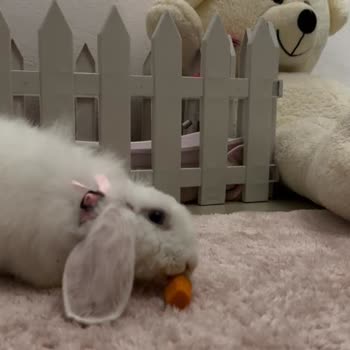 Nilüfer Veteriner Polikliniği İhmalkarlığı Can Aldı