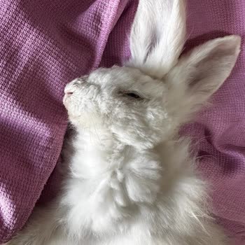 Nilüfer Veteriner Polikliniği İhmalkarlığı Can Aldı