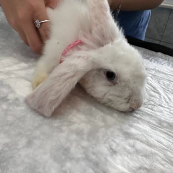 Nilüfer Veteriner Polikliniği İhmalkarlığı Can Aldı