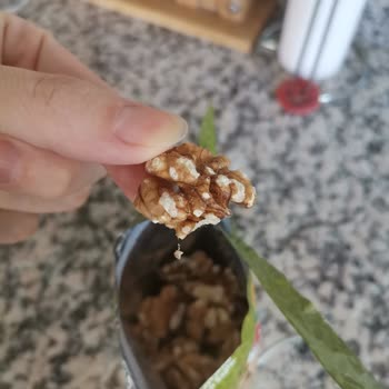 Simbat Kuruyemiş BİM Marketten Aldığım Kurtlanmış Ceviz İçi