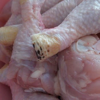 Banvit Tavukta Siyah Leke