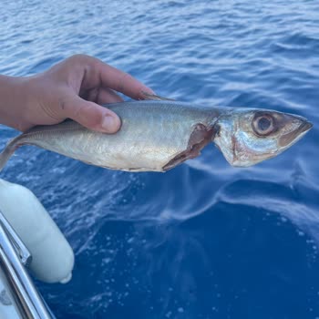 Carrefour SA Deniz Ürünleri Hüsranı