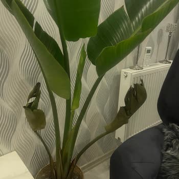 Bitkicimtr Hatalı Ürün Satışı