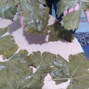 Koy_mahsulleri (Instagram) Yaprakların Anlattığı Gibi Olmaması!