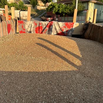 Trakya Tarım TT 601 Buğday Tohumu Şikayeti