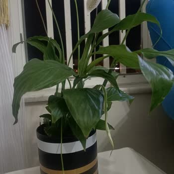 Çiçek Sepeti Soluk Çiçek