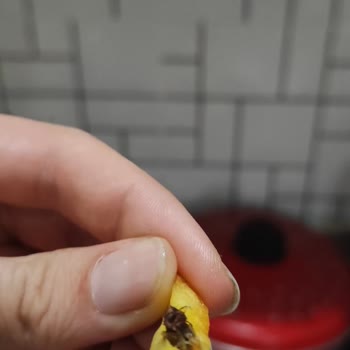 A101 Nimet Patates Kızartması Böcek