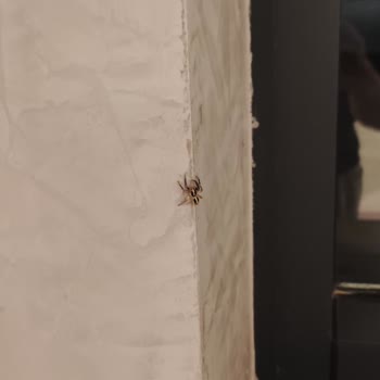 Royal Diwa Tekirova Resort Hayal Kırıklığı Oteli