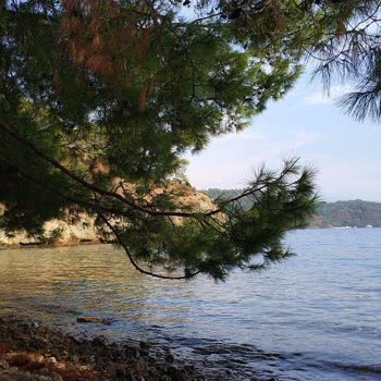 Muğla Büyükşehir Belediyesi Göcek'te Sinek Problemi