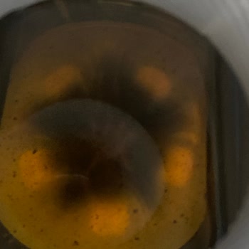 Black Bruin De Tortu Ve Parçacıklar