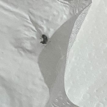 Gratis Hijyenik Ped Böcek