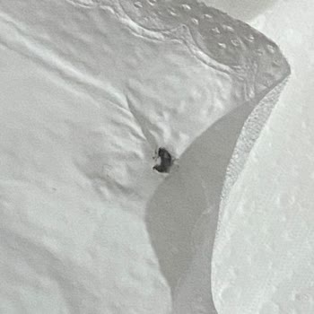 Benri Gratis Hijyenik Ped Böcek