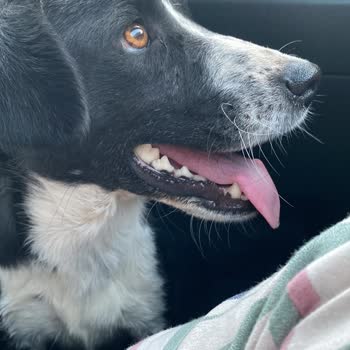 İzmir Büyükşehir Belediyesi Veteriner Hekimliğinden Bilgi Alamıyorum