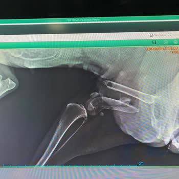 İzmir Büyükşehir Belediyesi Veteriner Hekimliğinden Bilgi Alamıyorum