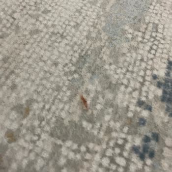 Tunceli Mis Halı Yıkama Halılarıma Parfüm Sıkıp Göndermişler