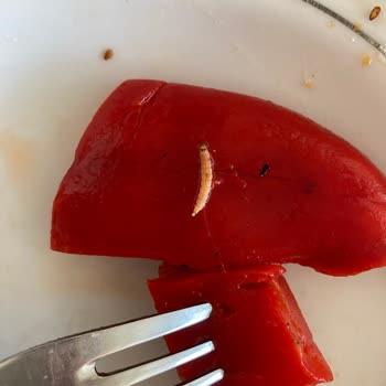 Tukaş Kavanozundan Kurt Çıktı