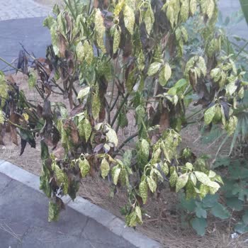 Beylikdüzü Belediyesi Belediye Önünde Yürüyüş Yolu Bakımsız