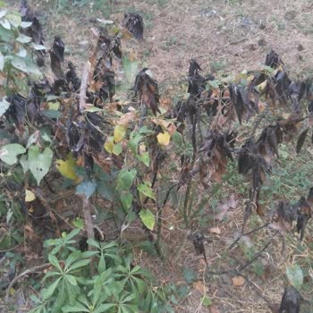 Beylikdüzü Belediyesi Belediye Önünde Yürüyüş Yolu Bakımsız