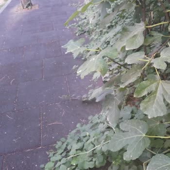 Beylikdüzü Belediyesi Belediye Önünde Yürüyüş Yolu Bakımsız