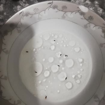 Nuh'un Ankara Makarnası Böcekli Ankara Makarnası