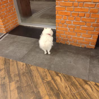 Köfteci Yusuf Yeme İçme Mekanında Köpek Bulundurmakta