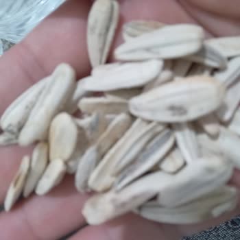 A101 Küflenmiş Tadı Veren Çerezya Ay Çekirdeği