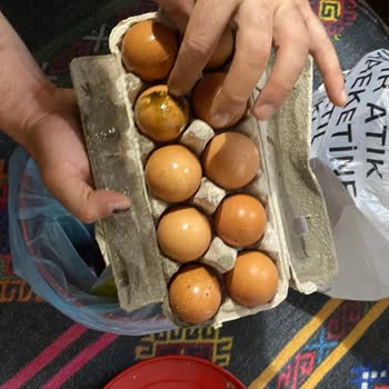 Kor Yumurta Yumurtadan Ölmüş Civciv Çıktı