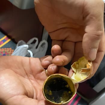 Kor Yumurta Yumurtadan Ölmüş Civciv Çıktı