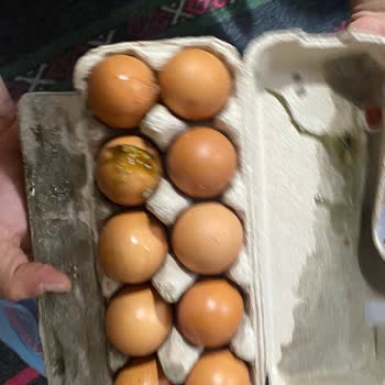 Kor Yumurta Yumurtadan Ölmüş Civciv Çıktı