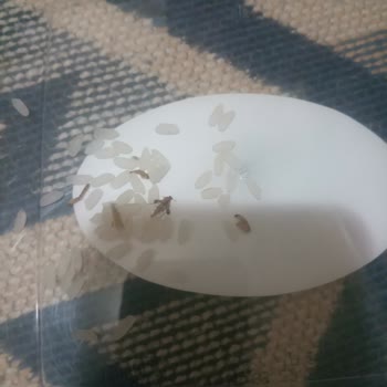 Tat Bakliyat Tat Baldo Pirinç Kurtlu Ve Böcekli