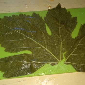 Rekolte Lezzet Mirası Dekolte Asma Yaprağı Tam Bir Fiyasko