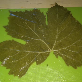 Rekolte Lezzet Mirası Dekolte Asma Yaprağı Tam Bir Fiyasko