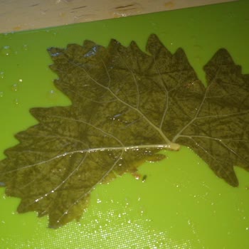 Rekolte Lezzet Mirası Dekolte Asma Yaprağı Tam Bir Fiyasko