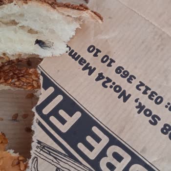 Kubbe Fırın Sinek Çıktı İçinden