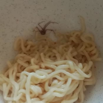 indomie İçinde Böcek Çıktı