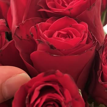 Taze Çiçek (tazecicek.com)'ten Alınan Güllerin Kalitesi Hayal Kırıklığı Yarattı!