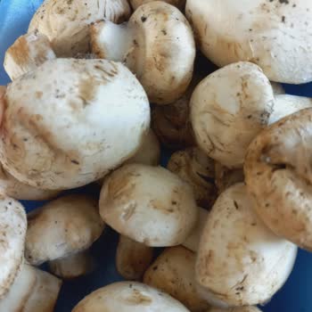 A101 Küf Dolu Mantar