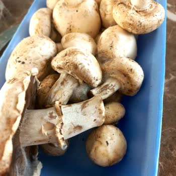 A101 Küf Dolu Mantar