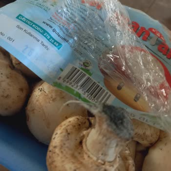 A101 Küf Dolu Mantar