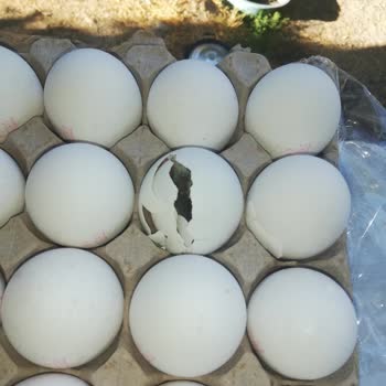 BİM Yumurtadan Civciv Çıkacak