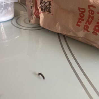 Burger King Siparişimden Kurt Çıktı
