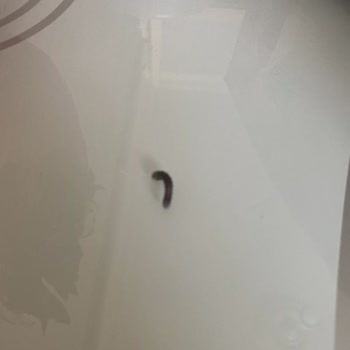Burger King Siparişimden Kurt Çıktı