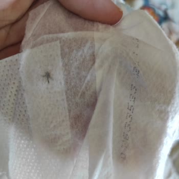 Molfix Bebek Bezi Sivrisinek Çıktı