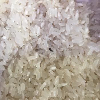 Anadolu Mutfağı Pirinç İçinden Böcek Çıktı