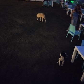 Marvista Deluxe Resort Hotel & Spa  Kedi Ve Köpek Dolu