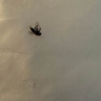 Allia Thermal & SPA 'da Böcek Sorunu